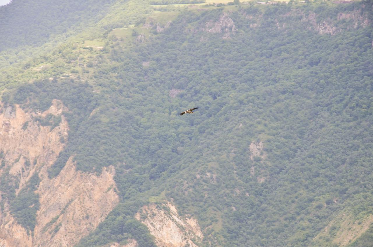Dzorak Hotell Halidzor Exteriör bild