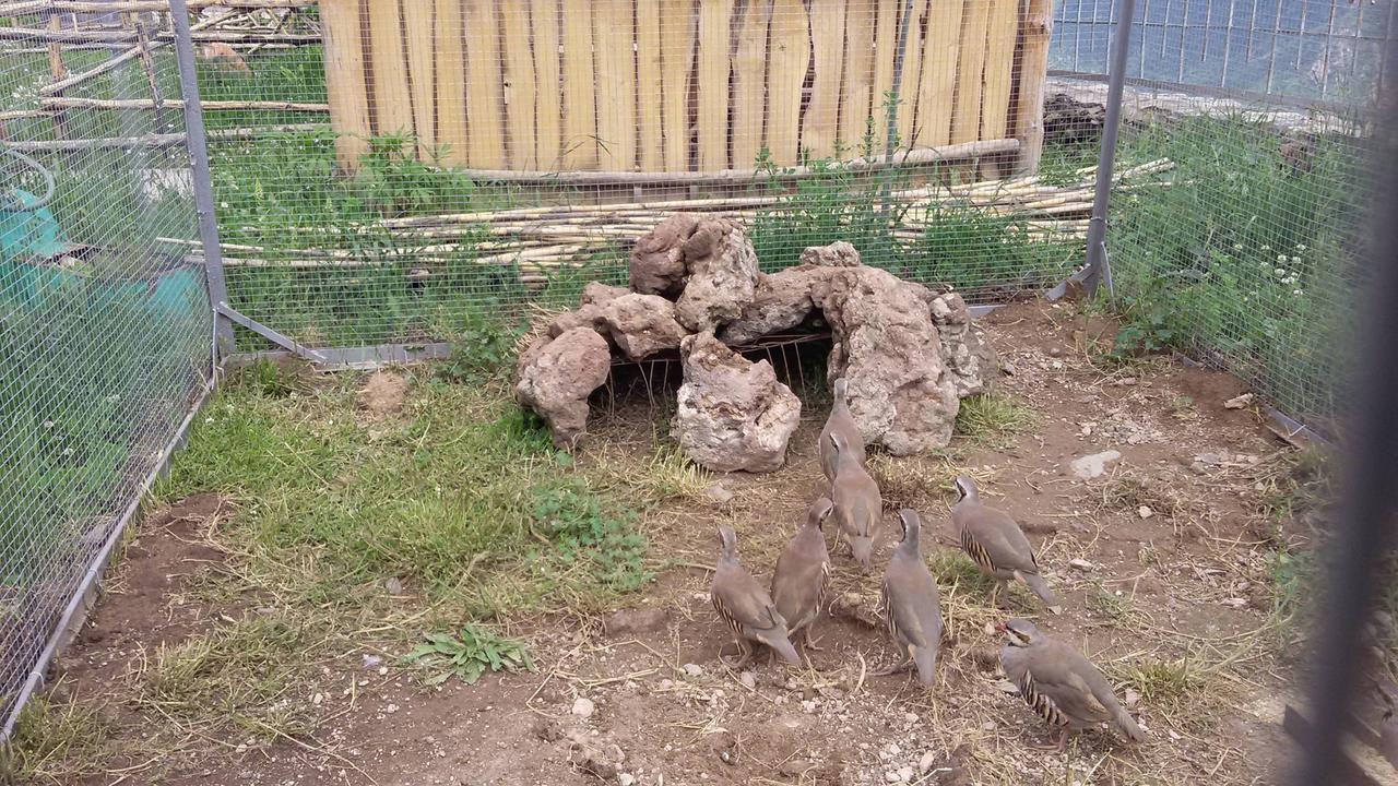 Dzorak Hotell Halidzor Exteriör bild